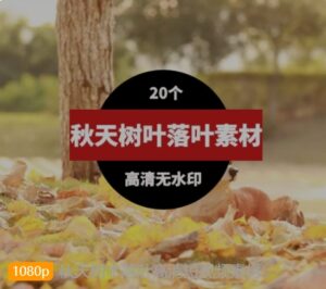 秋天树木落叶高清短视频素材-海纳网创学院